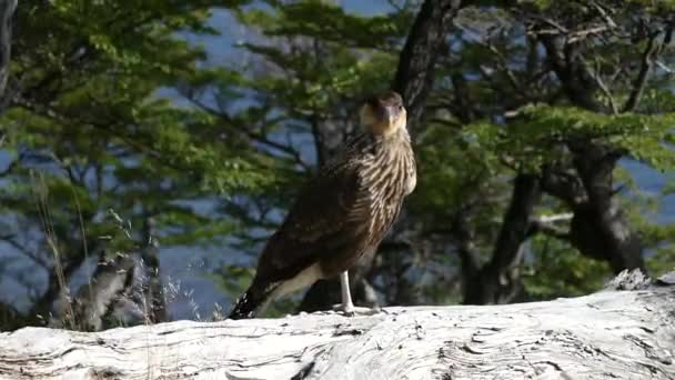 Uccello Caracara Nel Parco Nazionale Della Patagonia — Video Stock