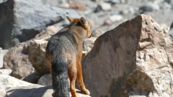 Wild Fox Patagonia National Park — Stock Video