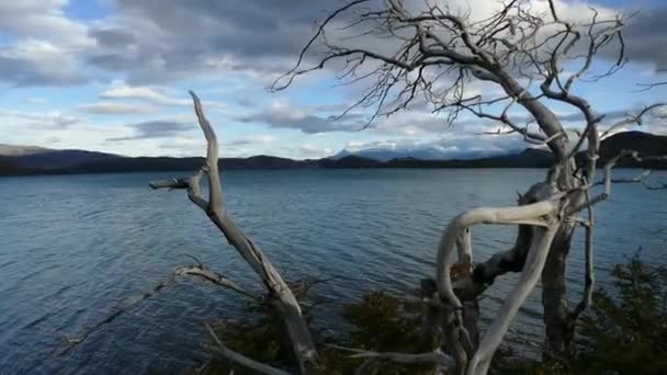 Geweldig Natuurpark Patagonië Zuid Amerika — Stockvideo