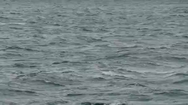 Salto Delfines Mar Patagónico — Vídeo de stock