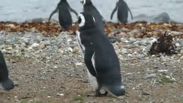 Colonia Pinguinos Magallanes Magdalena Islang Chile América Del Sur — Vídeos de Stock