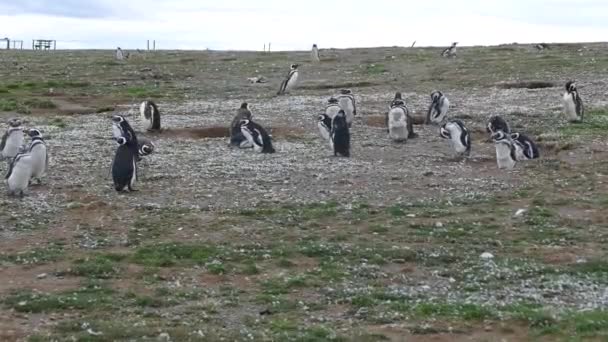 Magellán Pingvin Kolónia Magdalena Islang Chilében Dél Amerikában — Stock videók