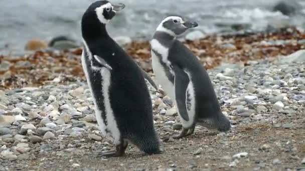 Güney Amerika Daki Magdalena Adası Ndaki Macellan Pinguin Kolonisi — Stok video