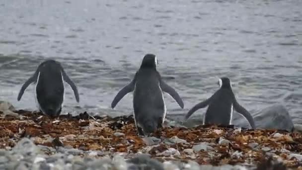 Колония Пингвинов Магеллан Острове Магдалена Чиле Южная Америка — стоковое видео