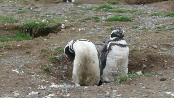 Magellan Pinguin Kolonie Magdalena Islang Chili Zuid Amerika — Stockvideo
