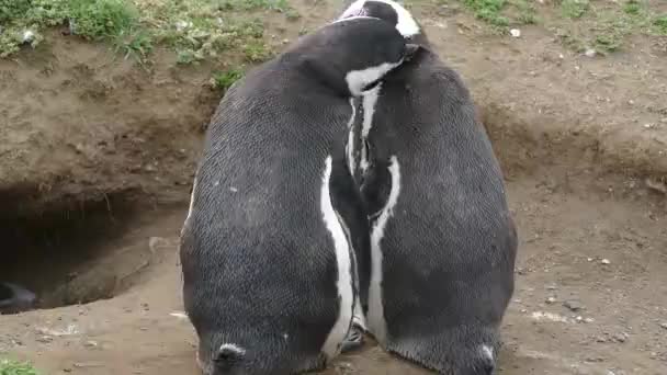 Magellana Pinguin Kolonia Magdalena Islang Chile Ameryki Południowej — Wideo stockowe