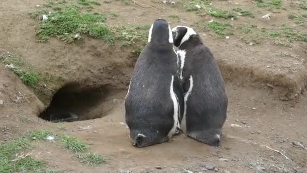 Colonia Pinguini Magellani Sull Isola Magdalena Cile Sud America — Video Stock