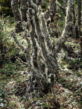 Tierra del Fuego Güney Amerika 'da inanılmaz vahşi patagonya doğası