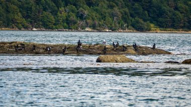 Tierra del Fuego Güney Amerika 'da inanılmaz vahşi patagonya doğası
