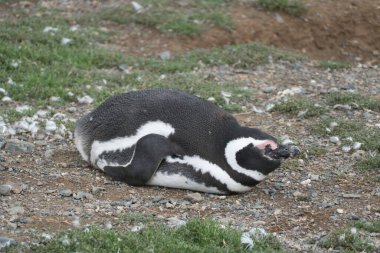 Güney Amerika 'daki Magdalena Adası' ndaki Macellan Pinguin kolonisi.