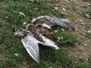 Güney Amerika 'daki Magdalena Adası' ndaki Macellan Pinguin kolonisi.