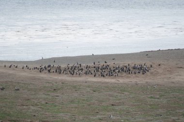 Güney Amerika 'daki Magdalena Adası' ndaki Macellan Pinguin kolonisi.