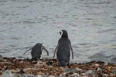 Güney Amerika 'daki Magdalena Adası' ndaki Macellan Pinguin kolonisi.