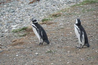 Güney Amerika 'daki Magdalena Adası' ndaki Macellan Pinguin kolonisi.