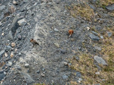 Şili patagonisi Güney Amerika 'daki inanılmaz ünlü Torres del Paine Ulusal Parkı