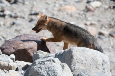 Güney Amerika 'daki Patagonya Ulusal Parkı' nda vahşi tilki