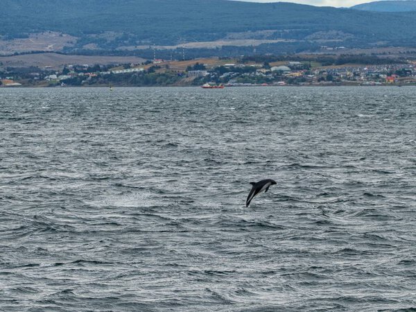 wild dolphin jump in the sea in patagonia