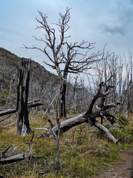 изумительный знаменитый национальный парк Торрес-дель-Пайне в чилийской патагонии Южная Америка