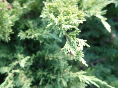 Yeşil bir ardıç ağacının yakın detayı 