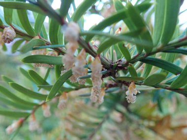 Baharda taze yeşil dal dalının ayrıntıları  