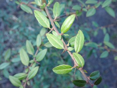 Baharda taze yeşil dal dalının ayrıntıları  