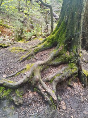 Bahar mevsiminde güzel doğal yeşil ağaç ormanı