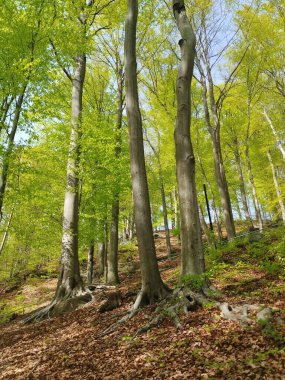 Bahar mevsiminde güzel doğal yeşil ağaç ormanı