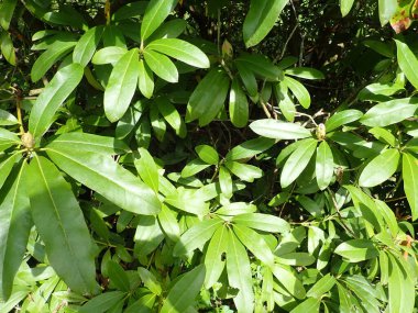 Bahar mevsiminde yeşil ağaç dalının ayrıntıları 