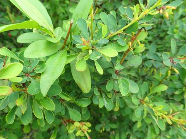 Bahar mevsiminde yeşil ağaç dalının ayrıntıları 