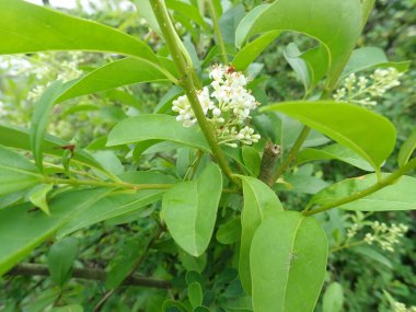 Bahar mevsiminde yeşil ağaç dalının ayrıntıları 