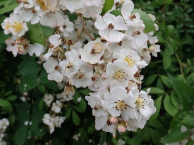 Çiçek açmış beyaz bir çiçeğin yakın ayrıntısı.