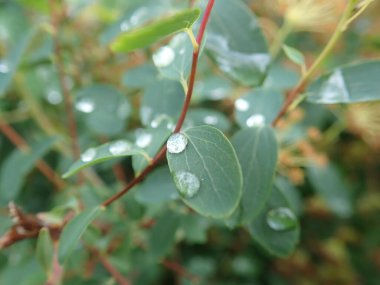 Yeşil bir bitki yaprağının yakın detayı  