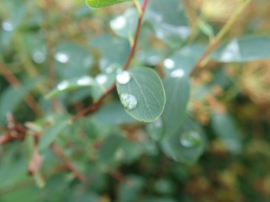 Yeşil bir bitki yaprağının yakın detayı  