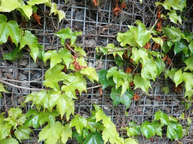 Bahçedeki gri beton duvarda yeşil bir bitki