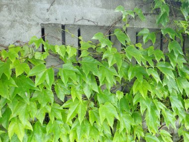 Bahçedeki gri beton duvarda yeşil bir bitki