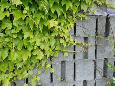 Bahçedeki gri beton duvarda yeşil bir bitki