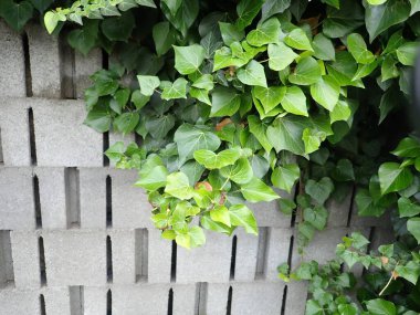 Bahçedeki gri beton duvarda yeşil bir bitki