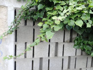 Bahçedeki gri beton duvarda yeşil bir bitki