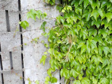 Bahçedeki gri beton duvarda yeşil bir bitki