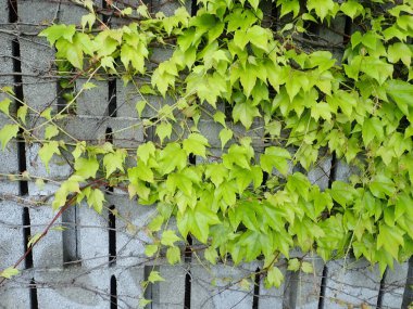 Bahçedeki gri beton duvarda yeşil bir bitki