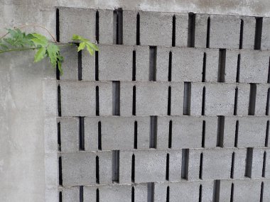 Bahçedeki gri beton duvarda yeşil bir bitki