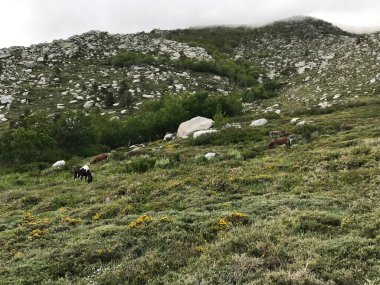 Korsika adası Fransa 'nın güzel, zorlu GR20 yolunda yürüyüş.