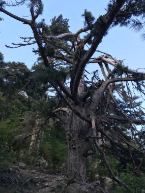 Muhteşem bir yürüyüş. Korsika adası Fransa 'sında yürüyüş.