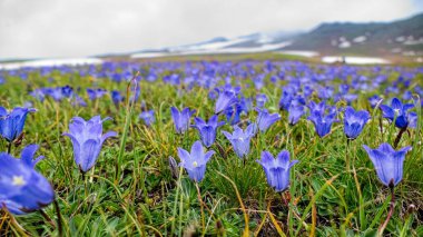 Ermenistan 'ın en yüksek otlaklı aragatları