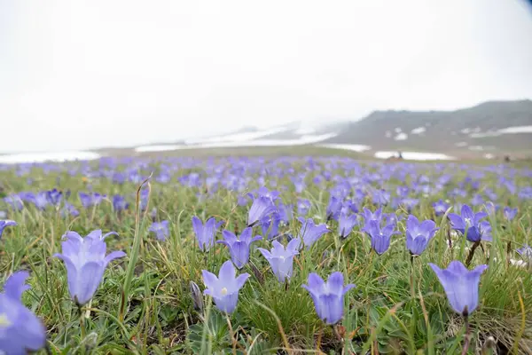 Stock image aragats highest mountain of armenia  with meadow