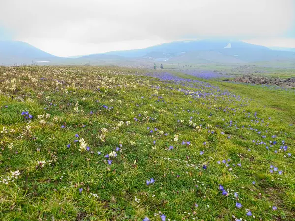 Stock image aragats highest mountain of armenia  with meadow