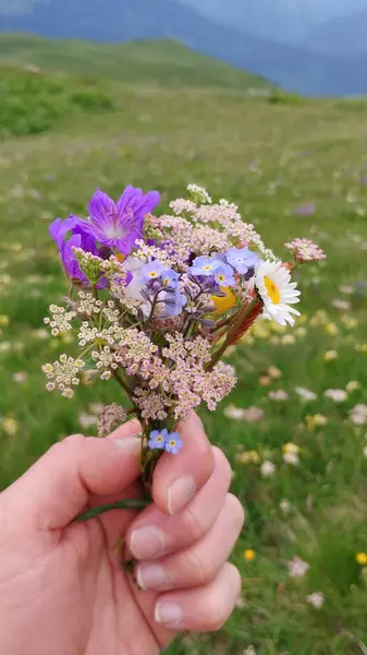 Stock image beautiful flowers in svaneti mountains in georgia