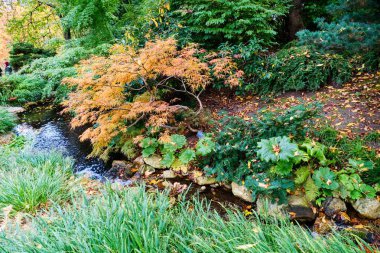 Güz mevsiminde güzel canlı botanik bahçesi