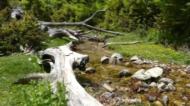 Doğadaki saf su nehri.