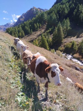 Avrupa 'daki Pireneler Dağları' ndaki İnekler